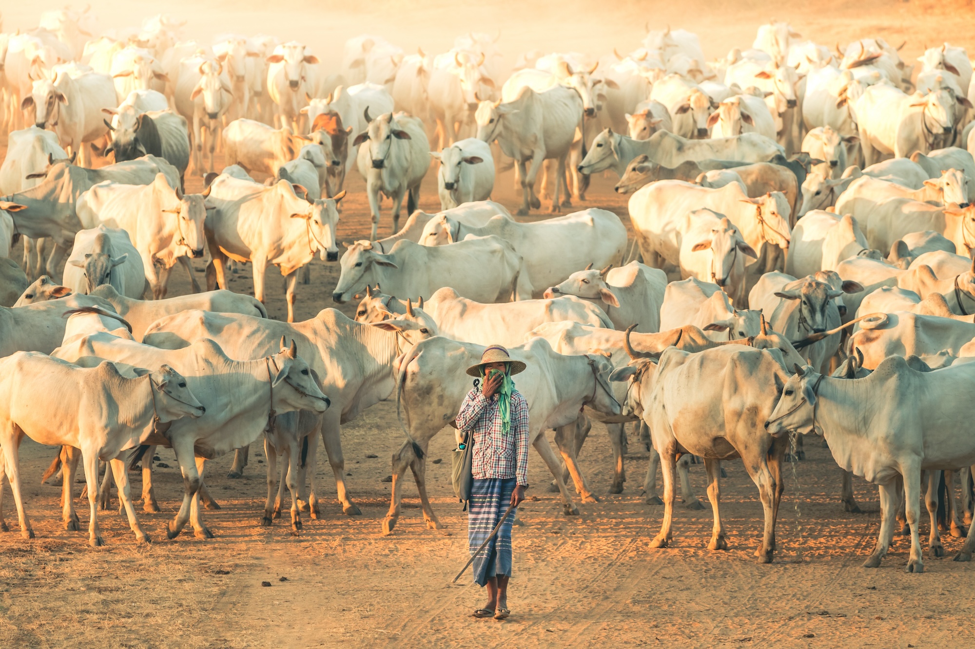 Shepherd woman guiding her cattle through the dusty plains of Bagan, Myanmar