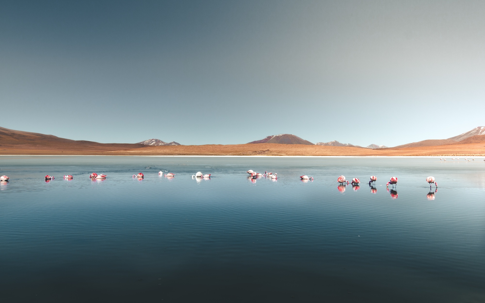 Flock of flamingos in the Eduardo Avaroa Andean Fauna National Reserve in Bolivia