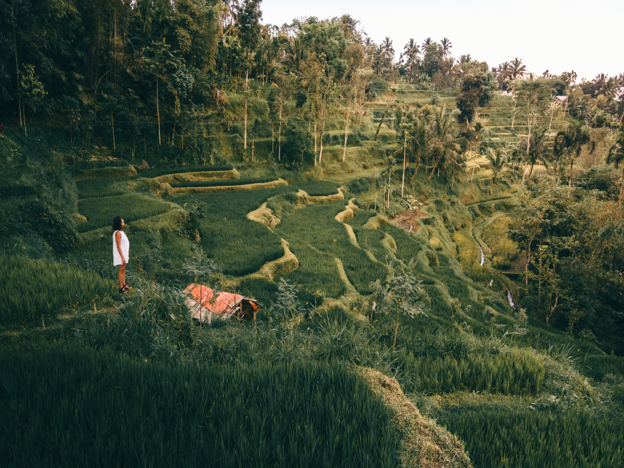 Lush Green Rice Fields in Lombok at Tetebatu