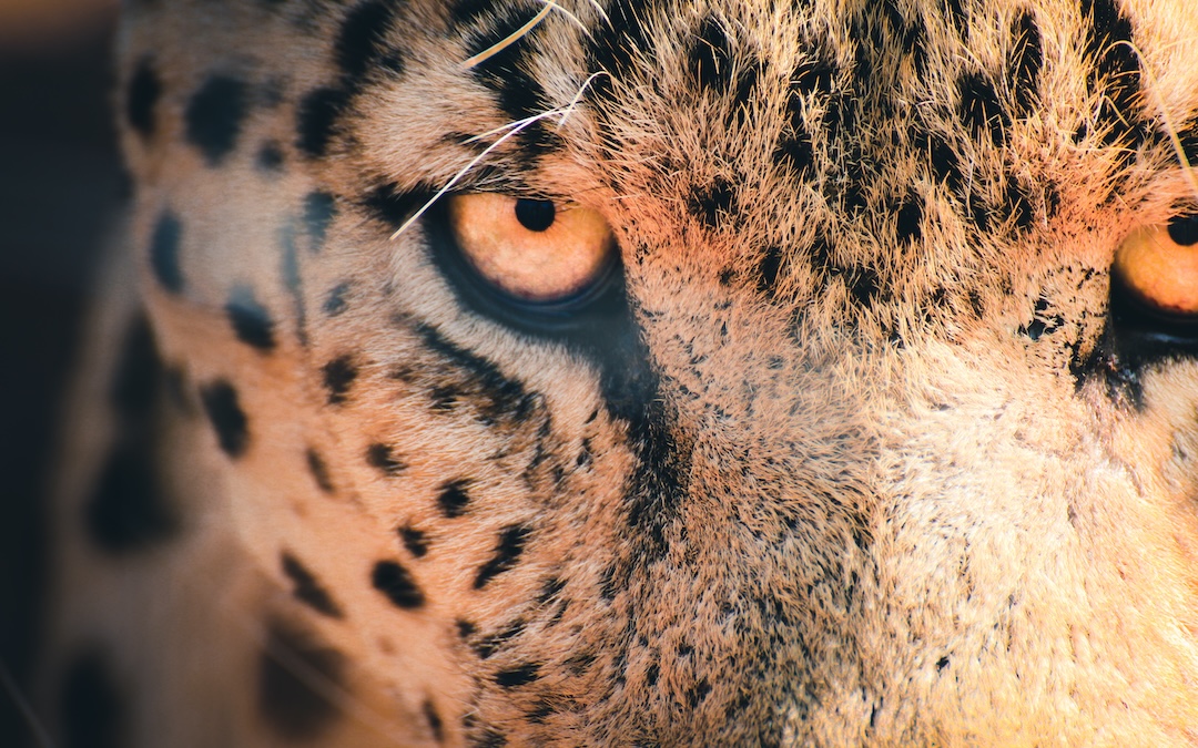 Intense close-up of a leopard's eye conveying the wild essence of Namibia