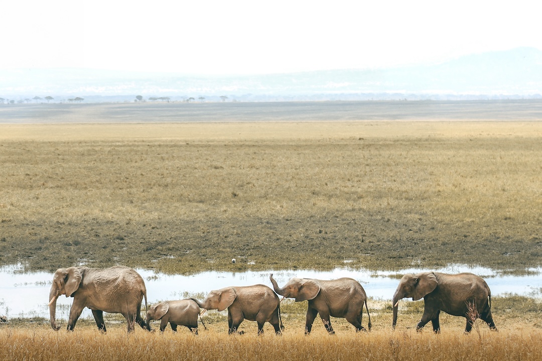 A family of elephants marching in a line at Manyara Park, Tanzania