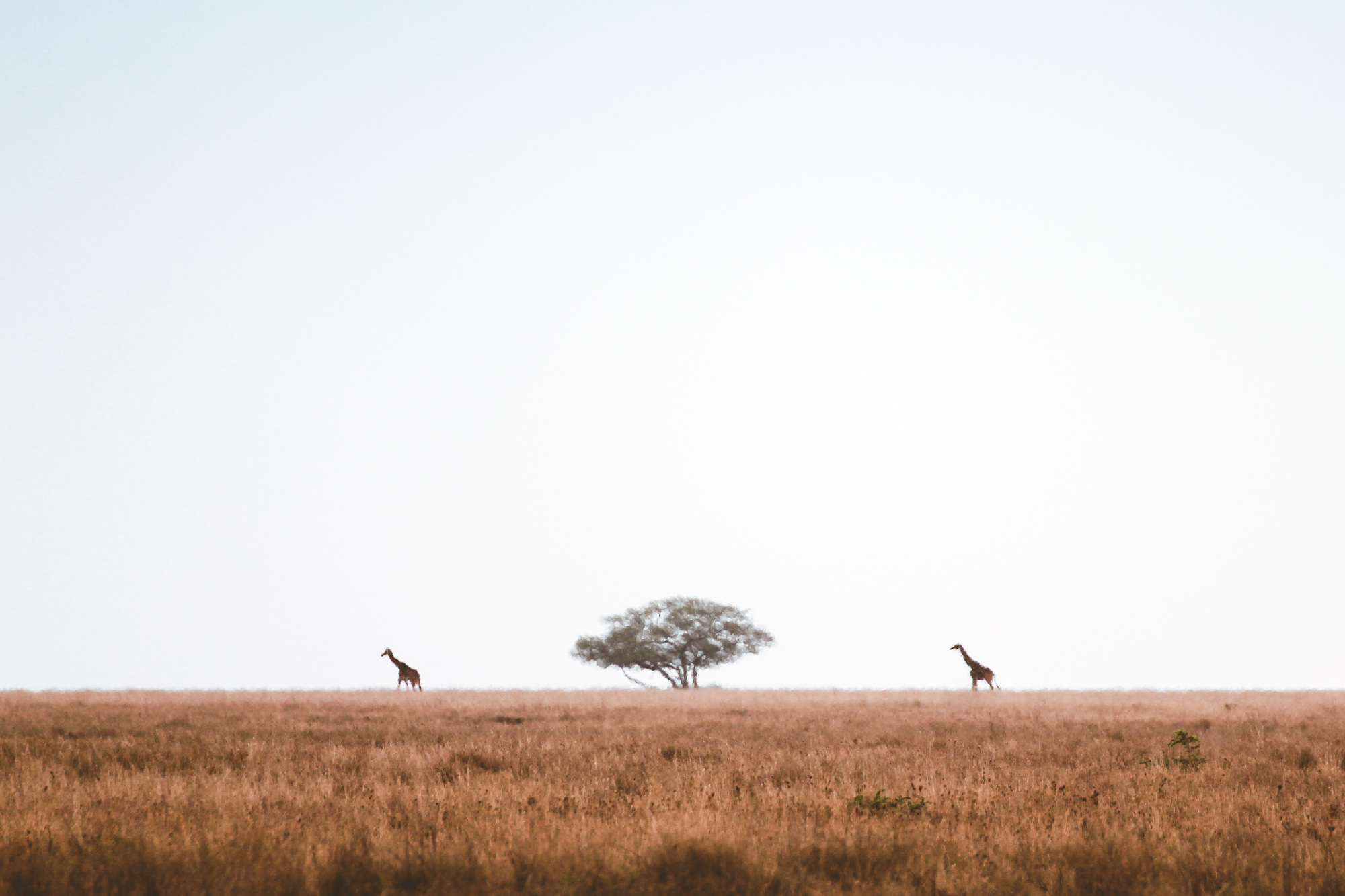 Graceful giraffes roaming the vast savannah of Tanzania under a wide sky