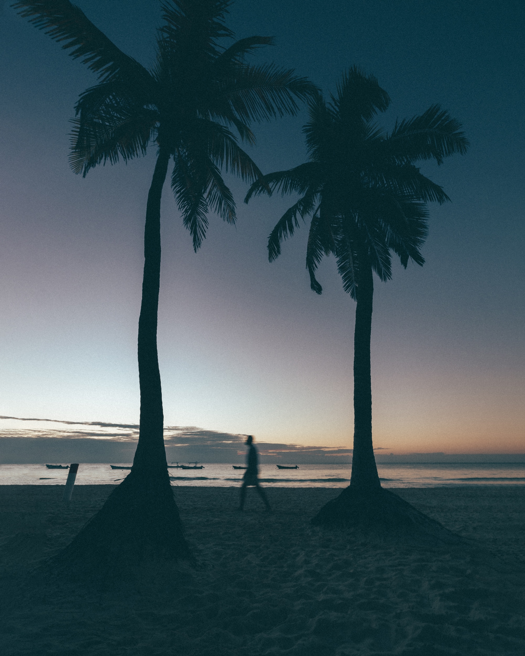 Silhouettes of Palm Trees against Night Sky in Tulum Beach