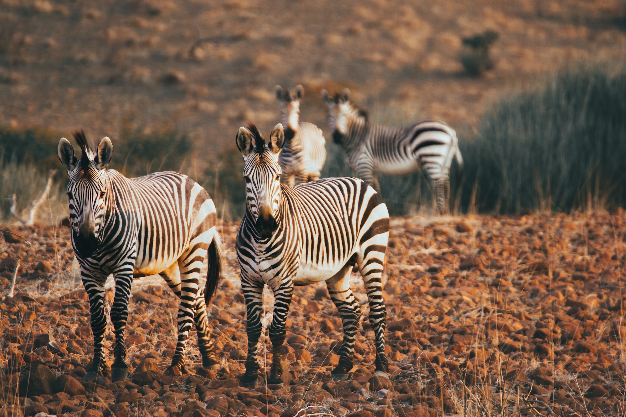 A group of zebras roaming freely in the rocky terrain of Etendeka, Namibia under the warm glow of the sunset.